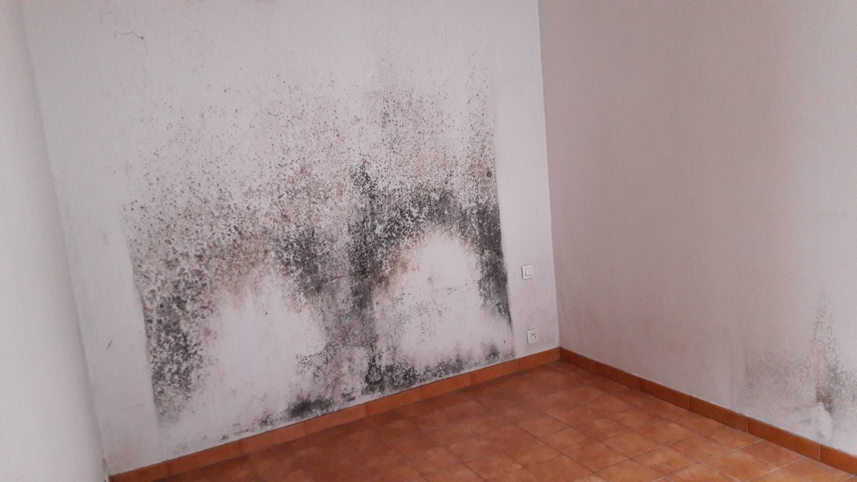Moisissures - Expertise humidité à Niort